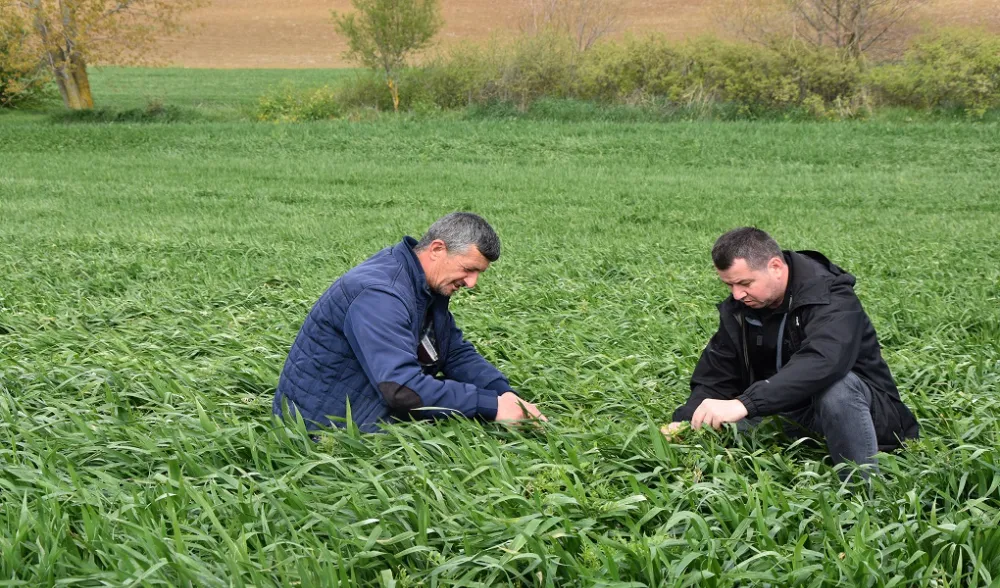 BÜYÜKŞEHİRDEN ÜRETİCİLERE YEM BİTKİSİ DESTEĞİ