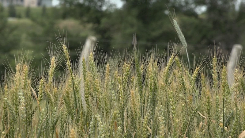 KIŞ AYLARINDAKİ KURAKLIK TRAKYA’DA BUĞDAYLARI VURDU