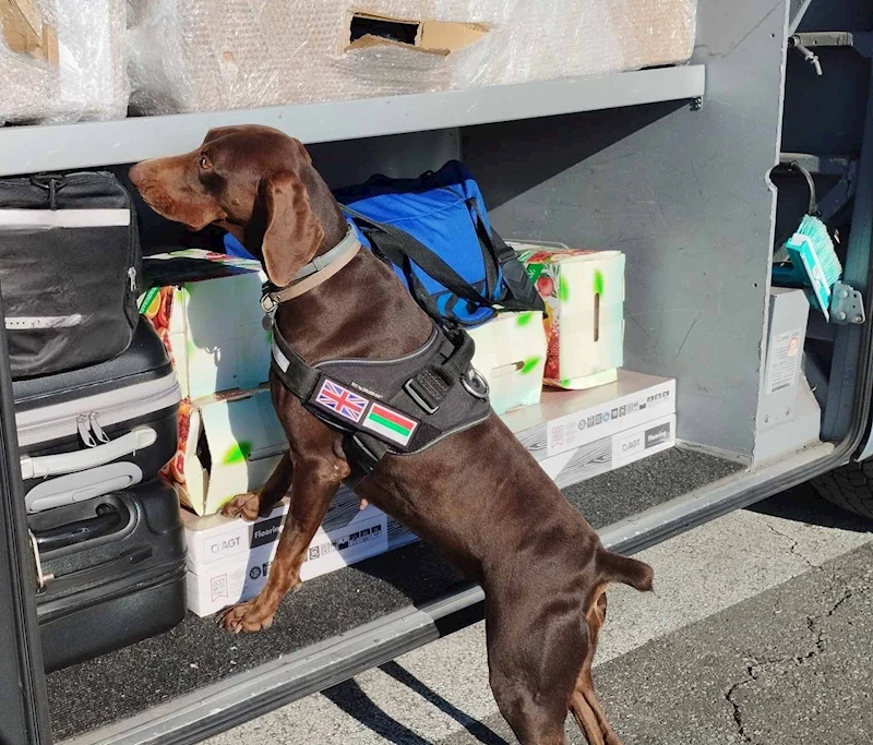 X-RAY KONTROLÜ SIRASINDA, BEYAN EDİLMEMİŞ 351 BİN 620 EURO DEDEKTÖR KÖPEKTEN KAÇAMADI