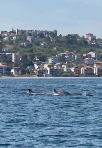TEKİRDAĞ AÇIKLARINDA YUNUS SÜRÜSÜ GÖRÜNTÜLENDİ