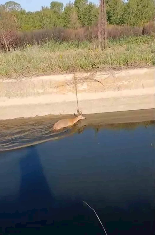 SULAMA KANALINA DÜŞEN KARACA VATANDAŞLAR TARAFINDAN KURTARILDI
