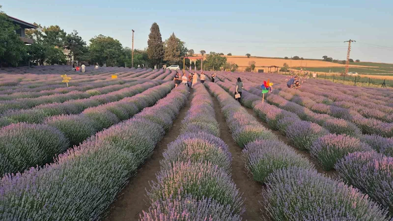 MOR TARLA TURİZMİ BAŞLADI