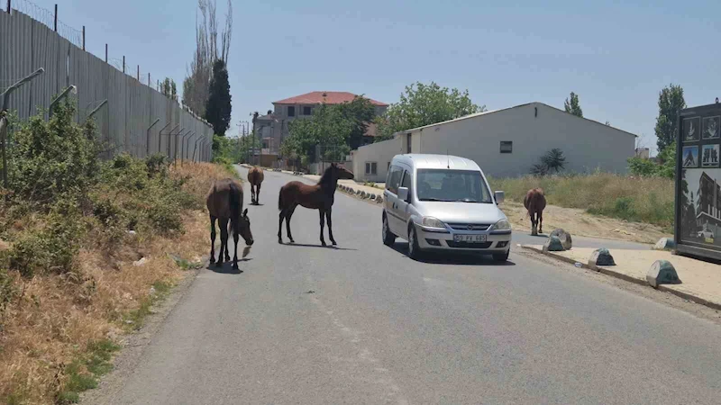 BUNLARDA SOKAK ATLARI: SÜRÜCÜLERE ZORLUK ÇIKARDILAR