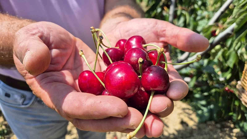 TEKİRDAĞ’DA KİRAZDA KALİTE YÜKSELDİ: 3 BİN TON REKOLTE BEKLENTİSİ