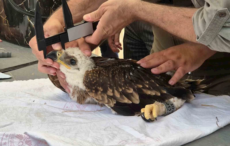 ŞAH KARTALLARI VE LEYLEKLER HALKALANIYOR
