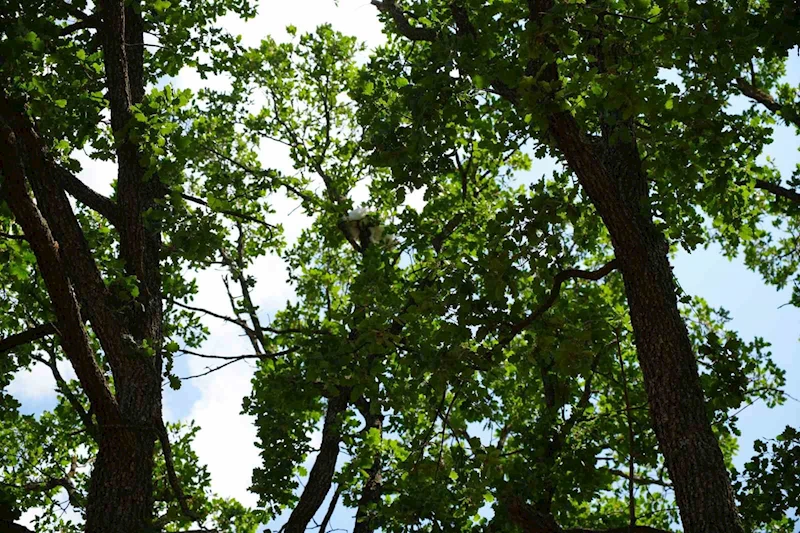 18 SAAT MAHSUR KALAN KEDİSİNE KAVUŞUNCA GÖZYAŞLARINA BOĞULDU