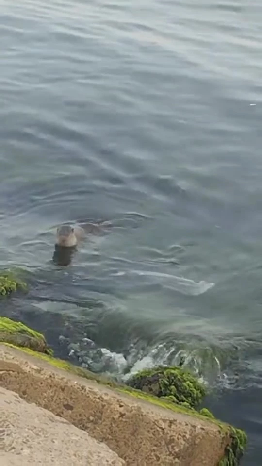 TEKİRDAĞ’DA NADİR GÖRÜLEN SU SAMURU, BALIK YERKEN GÖRÜNTÜLENDİ