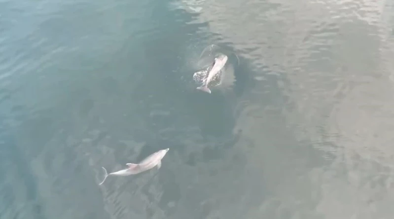 DENİZDEKİ YUNUSLAR HAVADAN GÖRÜNTÜLENDİ