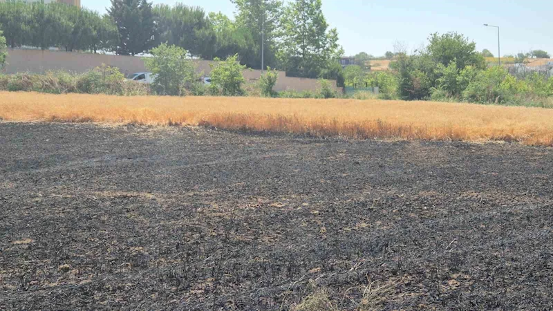 ŞEHİR İÇİNDEKİ 30 DÖNÜMLÜK BUĞDAY TARLASI ALEVLERE TESLİM OLDU