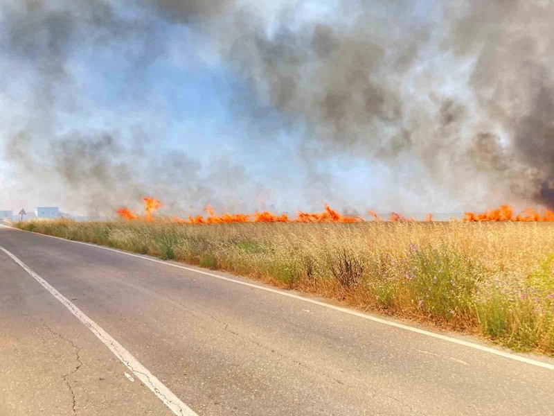 TEKİRDAĞ’DA 250 DÖNÜM BUĞDAY YANDI