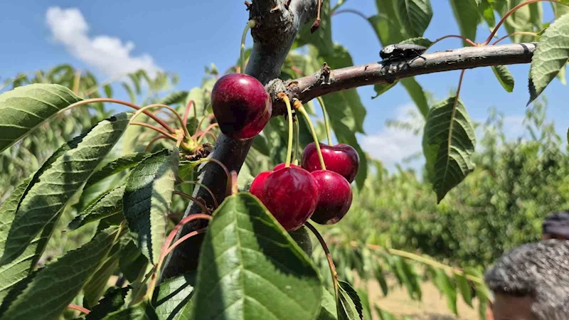 TEKİRDAĞ’DA BAHÇEDE KİRAZ 130 İLE 250 TL ARASINDA