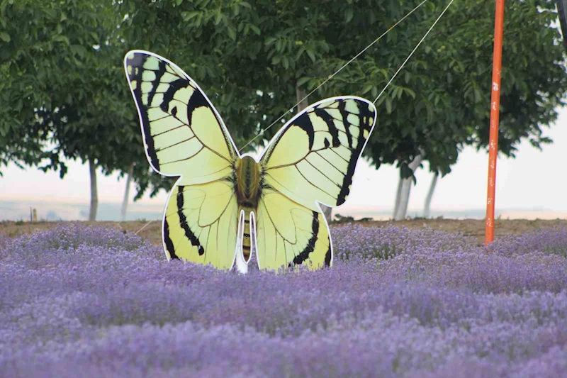 TEKİRDAĞ’DA LAVANTA TARLALARI GÖRSEL ŞÖLENİYLE BÜYÜLÜYOR