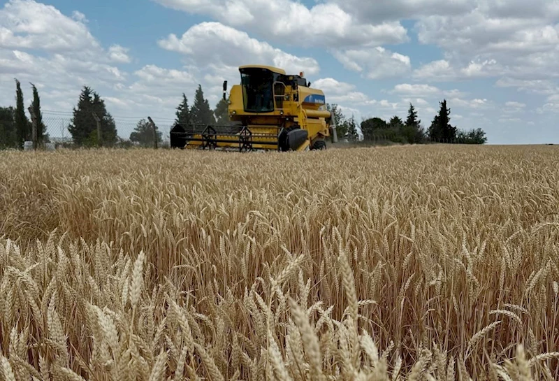 HAYRABOLU’DA BUĞDAY HASADI BAŞLADI