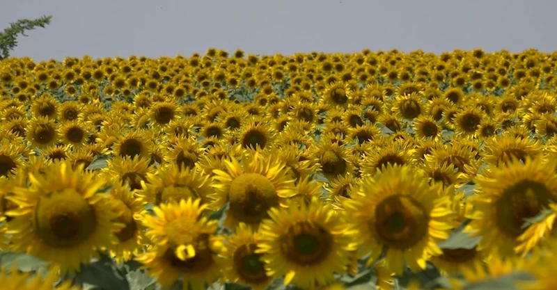 AYÇİÇEK ÜRETİCİLERİ YAĞIŞ BEKLİYOR