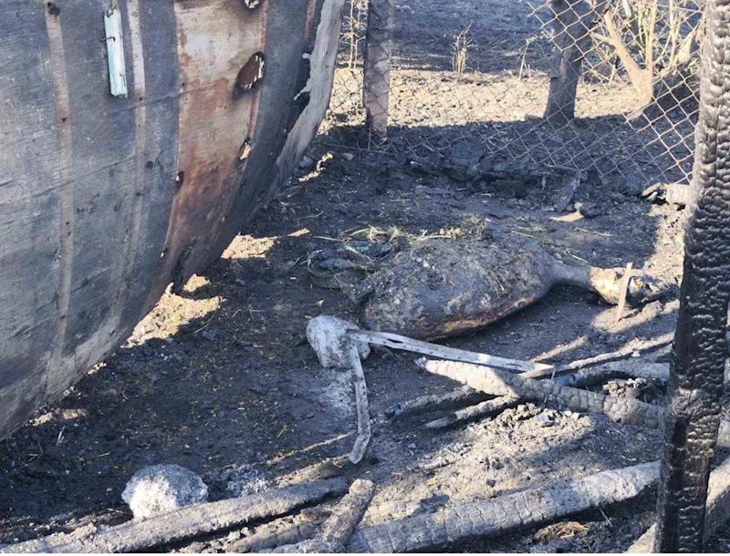 TEKİRDAĞ’DAKİ YANGINDA AĞILA SIÇRAYAN ALEVLERDE 35 HAYVAN TELEF OLDU