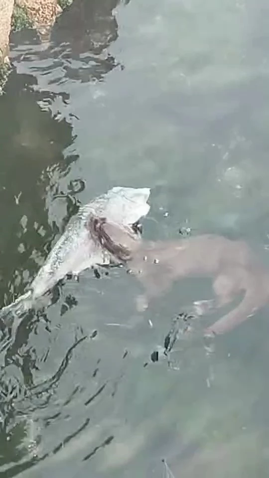 MARMARA’DA NADİR GÖRÜLEN SU SAMURLARI, TEKİRDAĞ KIYILARINDA GÖRÜNTÜLENDİ