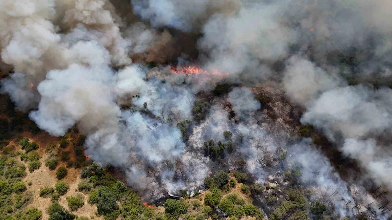 EDİRNE’DE ORMAN YANGINI