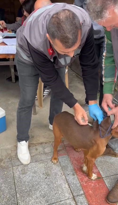 EVCİL HAYVANLARA KUDUZ AŞILAMASI YAPILIYOR