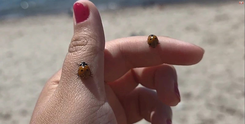 SAROS KÖRFEZİ SAHİLLERİNDE UĞUR BÖCEĞİ İSTİLASI: TATİLCİLERE ZOR ANLAR YAŞATTI