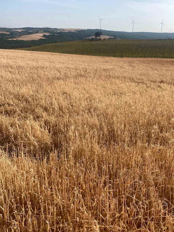 HAYRABOLU’DA DOLU YAĞIŞI TARIM ARAZİLERİNE ZARAR VERDİ