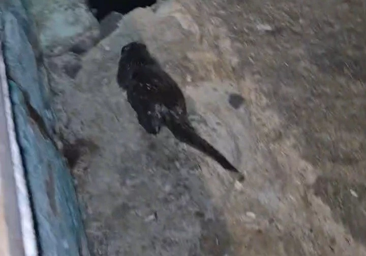 TEKİRDAĞ’DA MARMARA DENİZİ KIYISINDA SU SAMURU YAVRUSU GÖRÜNTÜLENDİ