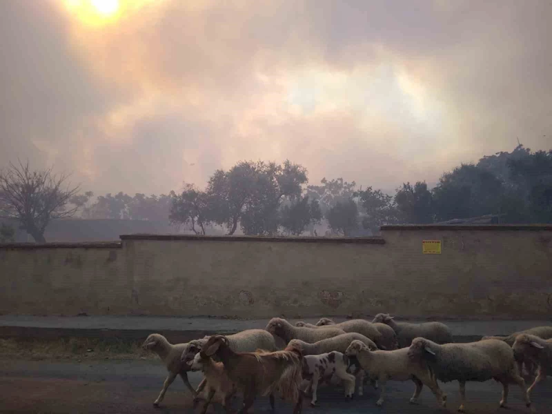 TEKİRDAĞ ŞARKÖY’DEKİ ORMAN YANGININA HAVADAN VE KARADAN MÜDAHALE SÜRÜYOR
