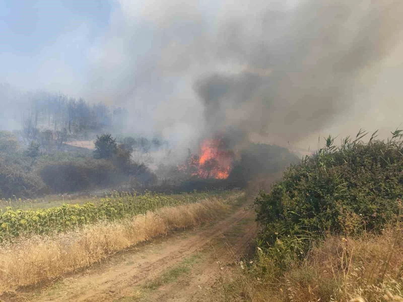 TEKİRDAĞ’DA ORMAN YANGINI