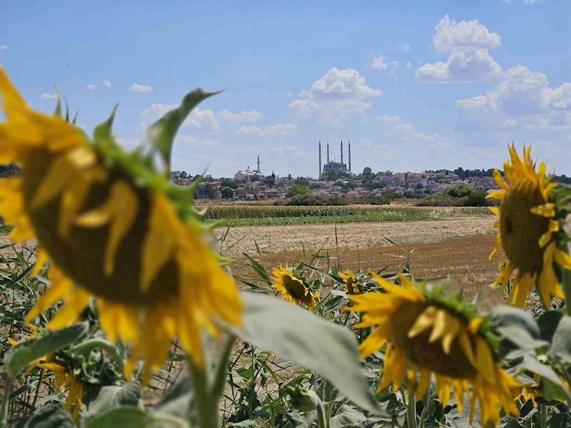 KURAKLIK TRAKYA’YI VURDU: AYÇİÇEĞİNDE VERİM ALARMI