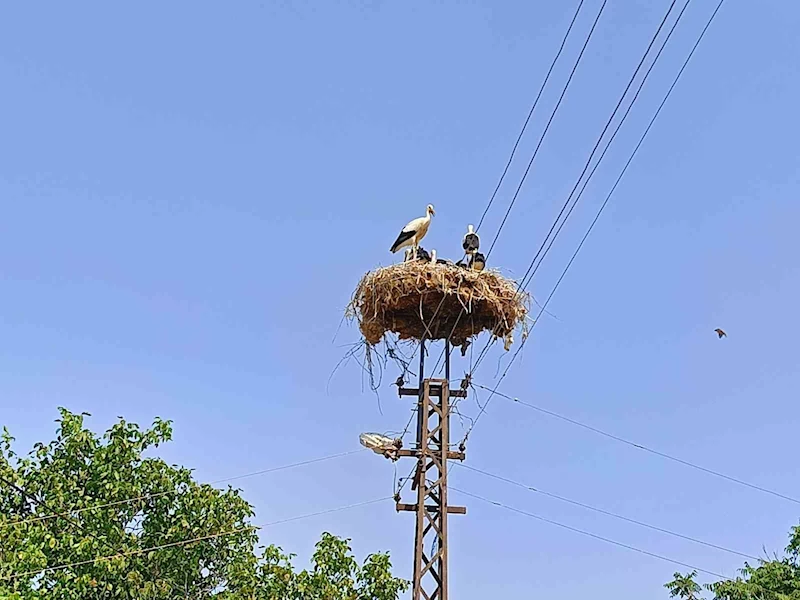 ANNE ŞEVKATİYLE YARALI LEYLEĞE SAHİP ÇIKTI
