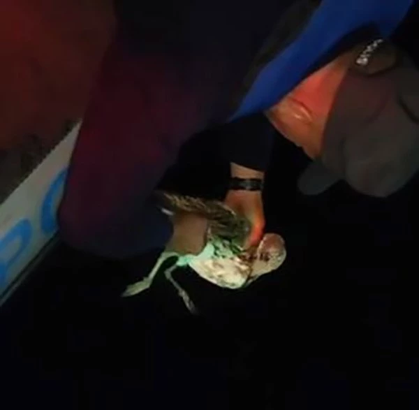 DENİZDE MİSİNAYA DOLANAN MARTIYI POLİS KURTARDI