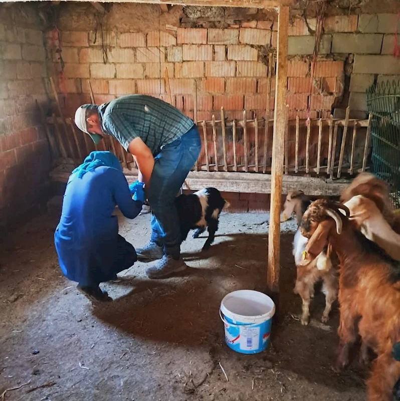 EDİRNE’DE KÜÇÜKBAŞ HAYVANLARA BRUSELLA AŞISI UYGULANDI