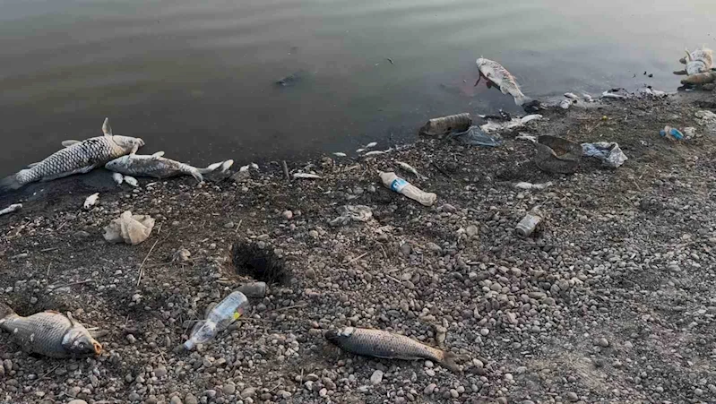 KURAKLIĞIN VURDUĞU YEŞİLSIRT BARAJI’NDA BALIK ÖLÜMLERİ BAŞLADI