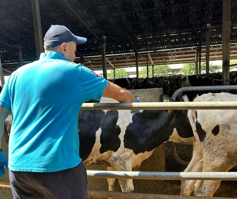 HAYRABOLU’DA ŞAP HASTALIĞINA KARŞI AŞILAMA ÇALIŞMASI BAŞLADI
