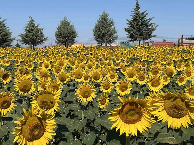 TEKİRDAĞ’DA GÖRSEL ŞÖLEN: AYÇİÇEĞİ TARLALARI SARIYA BOYANDI