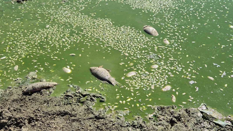 TEKİRDAĞ’DA GÖLET KURUDU, BALIKLAR ÖLDÜ