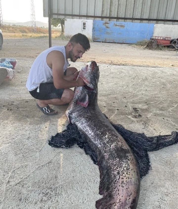 MERİÇ NEHRİ’NDE 73 KİLOLUK YAYIN BALIĞI YAKALANDI