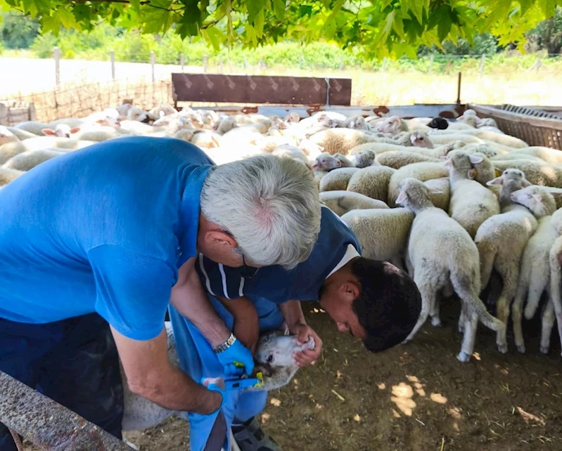 TEKİRDAĞ’DA KUZULAR KÜPELENİP AŞILANDI