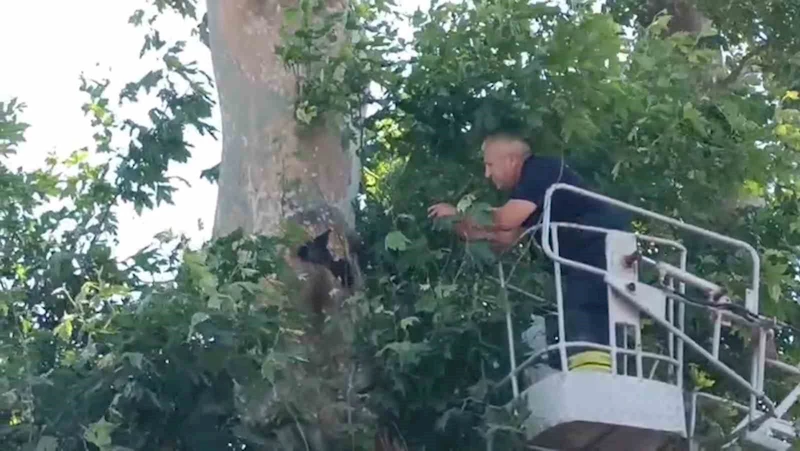 İPLE AĞAÇTA ASILI KALAN KARGA KURTARILDI