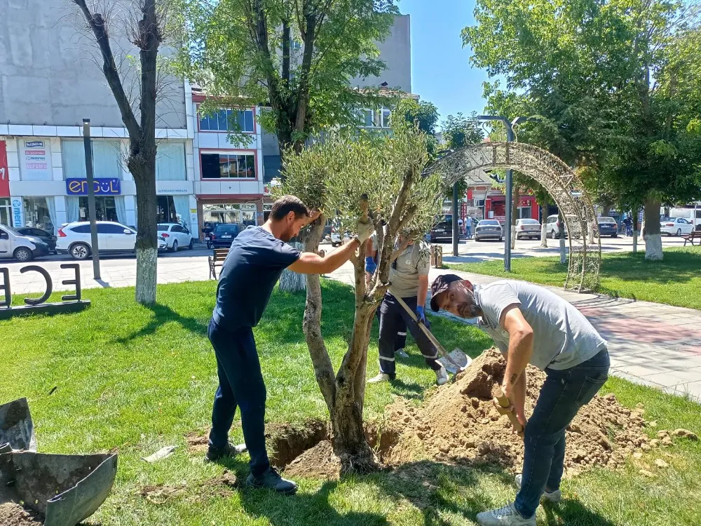 SARAY BELEDİYESİ BAHÇESİNE 4 ADET ZEYTİN AĞACI DİKİLDİ