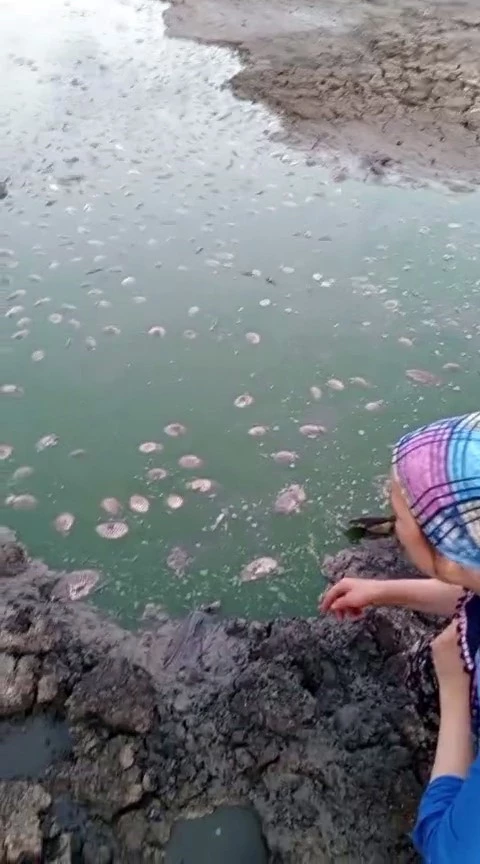 TEKİRDAĞ’DA GÖLETTE OKSİJEN AZALMASI NEDENİYLE BALIK ÖLÜMLERİ YAŞANDI