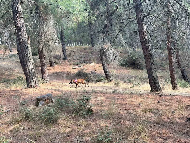 KAYIP YAŞLI KADINI ARAMA ÇALIŞMALARINA ÖZEL EĞİTİMLİ KÖPEKLER DE KATILDI