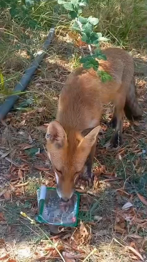 SICAKTAN BUNALAN TİLKİYE VATANDAŞ SU İKRAM ETTİ