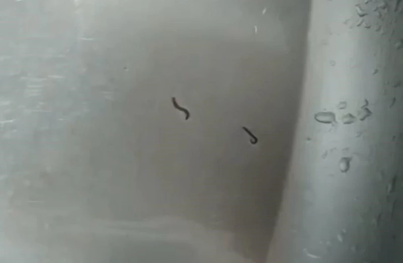 TEKİRDAĞ’DA İÇME SUYU ŞEBEKESİNDEN KURTLAR ÇIKTI