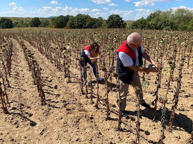 KIRKLARELİ’NDE AYÇİÇEĞİ VERİM TESPİT ÇALIŞMALARI