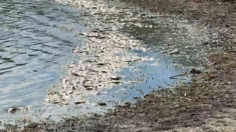 TEKİRDAĞ’DA SU SEVİYESİ AZALAN GÖLETTE BALIK ÖLÜMLERİ MEYDANA GELDİ