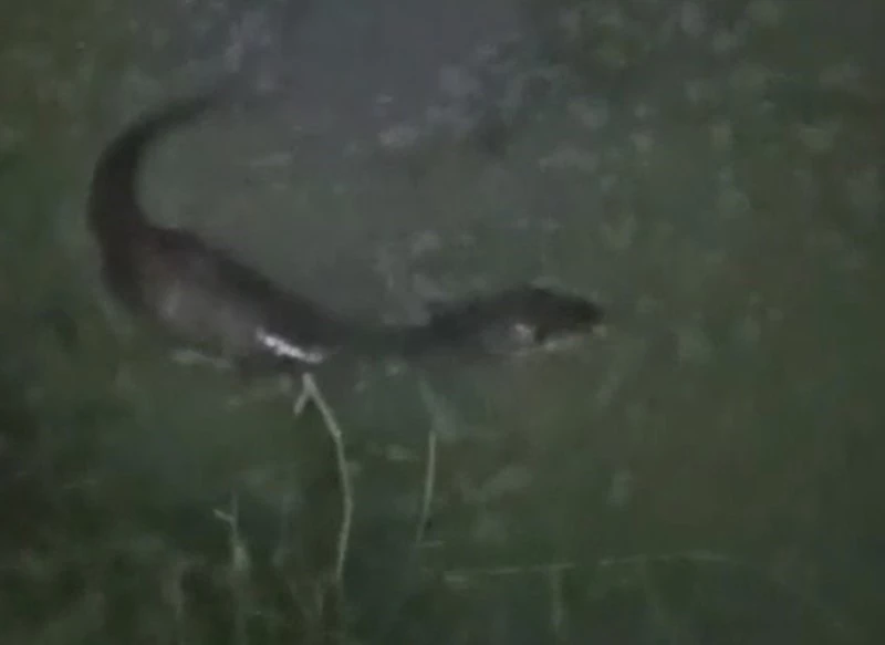 TEKİRDAĞ’DA DEREDE BALIK AVLAYAN SU SAMURU GÖRÜNTÜLENDİ