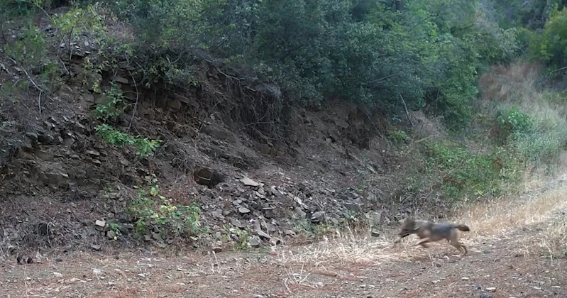 GANOS DAĞLARI’NDA ÇAKALIN KARACANIN PEŞİNDEN GİTMESİ KAMERADA