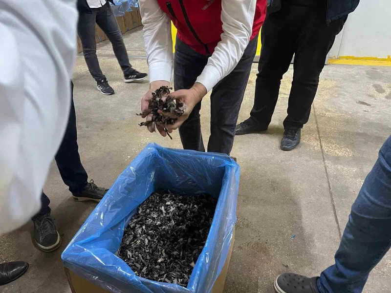 SARAY ORMANLARINDAN TRÜF MANTARI İHRACATI