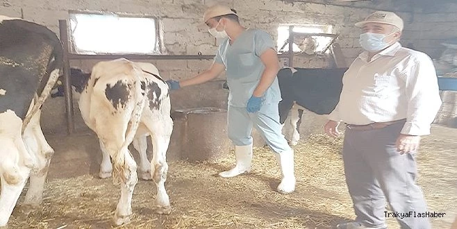 139 BİN 451 BÜYÜKBAŞ AŞILANACAK