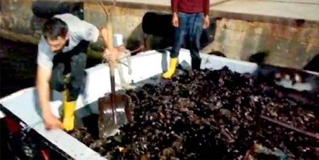 TEKİRDAĞ?DA ?MİDYE? OPERASYONU